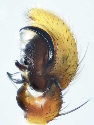 Xysticus erraticus